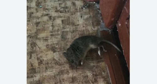Дезинфекция от мышей в Богородске