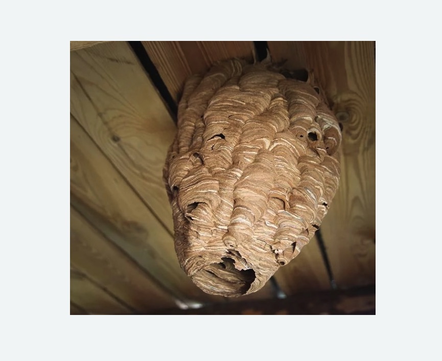 обработка от шершней в Богородске