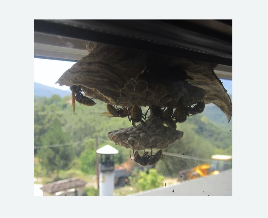 Уничтожение гнёзд шершней в Богородске