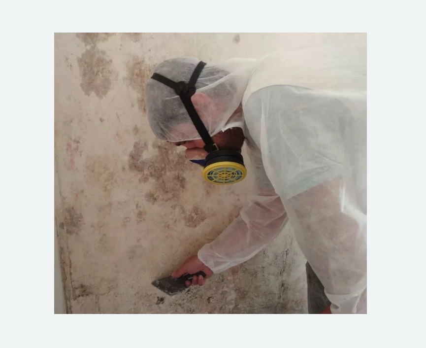 Обработка стен от плесени в Богородске