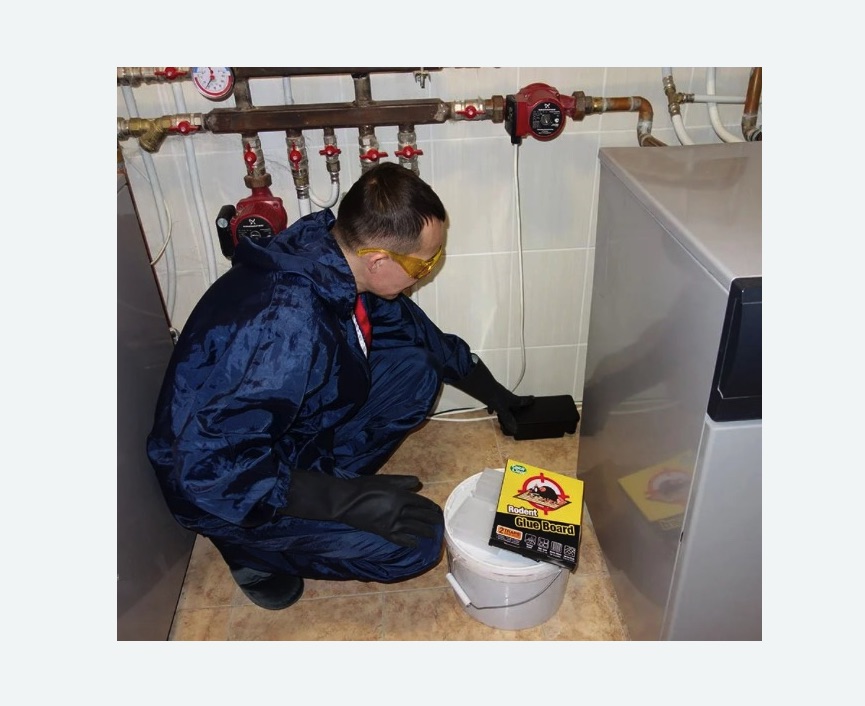 Уничтожение крыс в Богородске