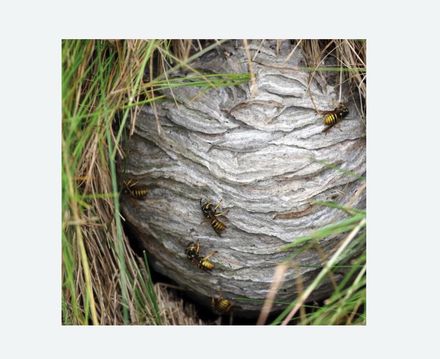 Уничтожение ос и ульев в Богородске